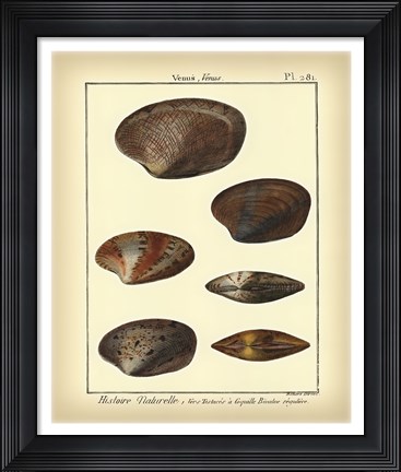 Framed Venus Shells, Pl.281 Print