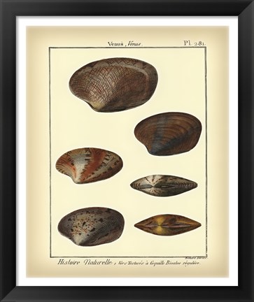 Framed Venus Shells, Pl.281 Print