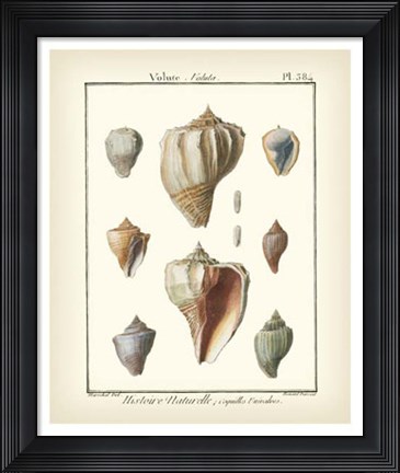 Framed Volute Shells, Pl.384 Print
