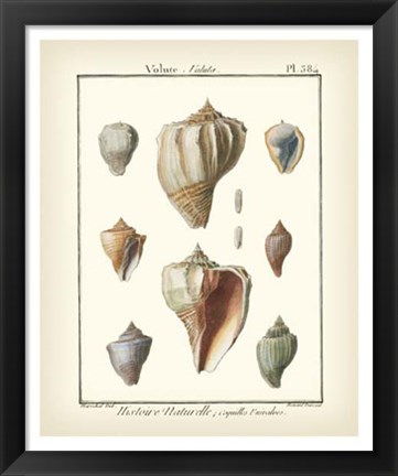 Framed Volute Shells, Pl.384 Print