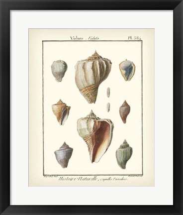 Framed Volute Shells, Pl.384 Print