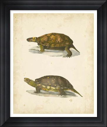 Framed Turtle Duo I Print