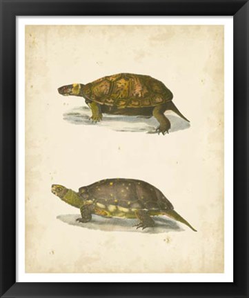 Framed Turtle Duo I Print