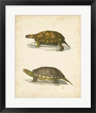 Framed Turtle Duo I Print