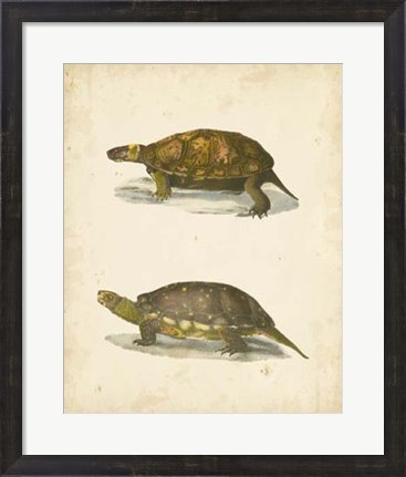 Framed Turtle Duo I Print