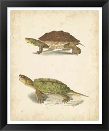 Framed Turtle Duo II Print