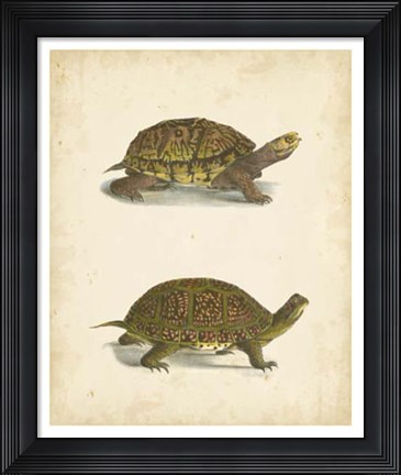 Framed Turtle Duo III Print
