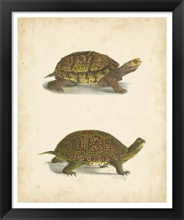 Framed Turtle Duo III Print