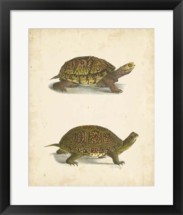 Framed Turtle Duo III Print