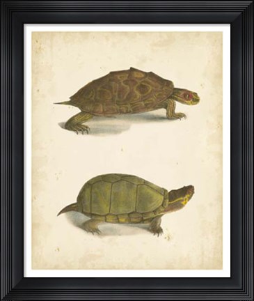 Framed Turtle Duo IV Print