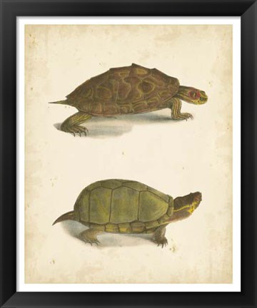 Framed Turtle Duo IV Print