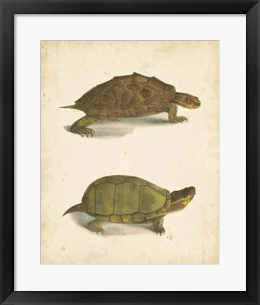 Framed Turtle Duo IV Print