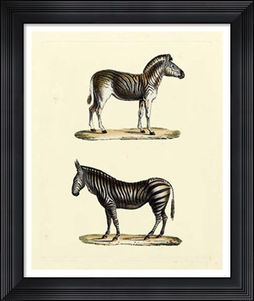Framed Animal Studies I Print