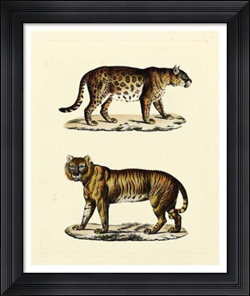 Framed Animal Studies II Print