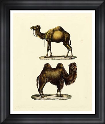 Framed Animal Studies III Print