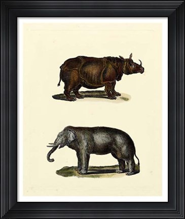 Framed Animal Studies IV Print