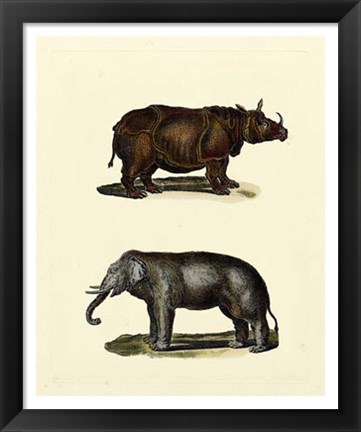 Framed Animal Studies IV Print