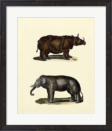 Framed Animal Studies IV Print