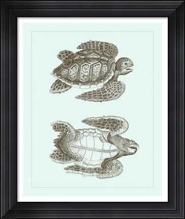 Framed Loggerhead Turtles I Print
