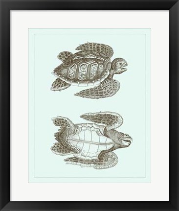 Framed Loggerhead Turtles I Print