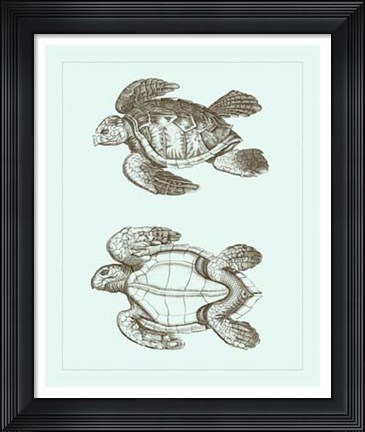 Framed Loggerhead Turtles II Print
