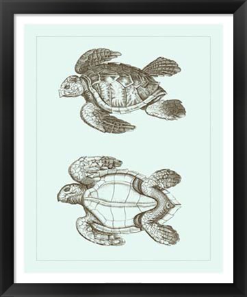 Framed Loggerhead Turtles II Print