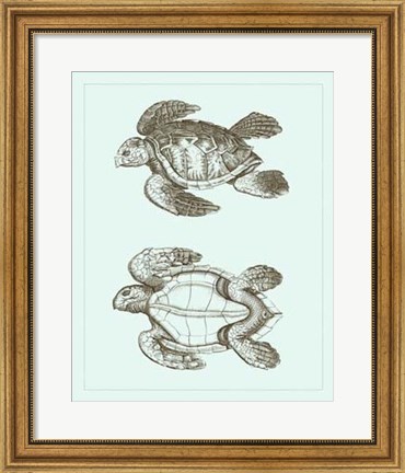 Framed Loggerhead Turtles II Print
