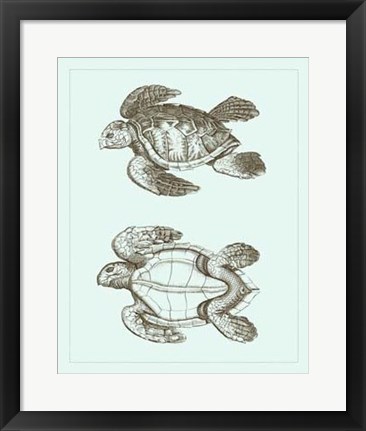 Framed Loggerhead Turtles II Print