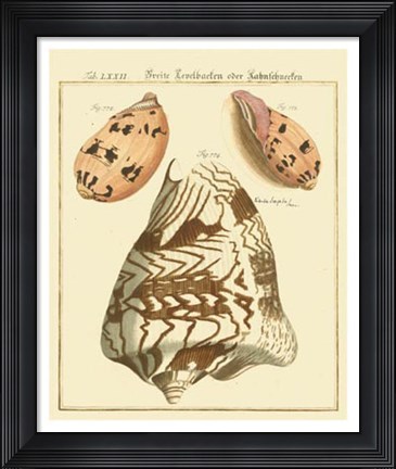 Framed Antique Martini Shells II Print
