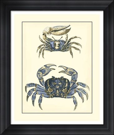 Framed Antique Blue Crabs II Print