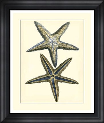 Framed Antique Blue Starfish I Print