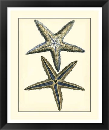 Framed Antique Blue Starfish I Print