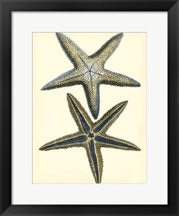 Framed Antique Blue Starfish I Print