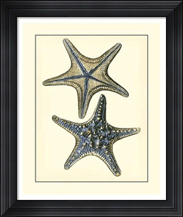 Framed Antique Blue Starfish II Print