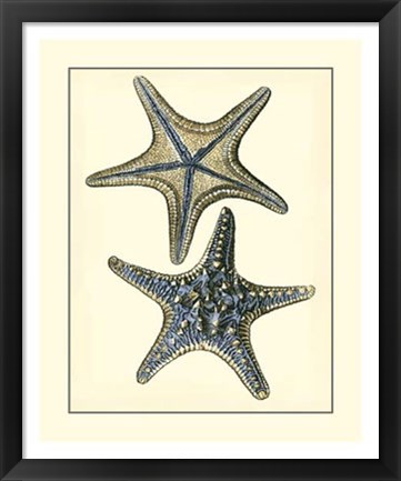 Framed Antique Blue Starfish II Print