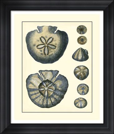 Framed Antique Blue Sanddollar Print