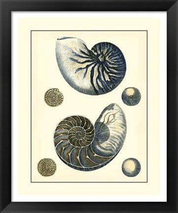 Framed Antique Blue Nautilus Print