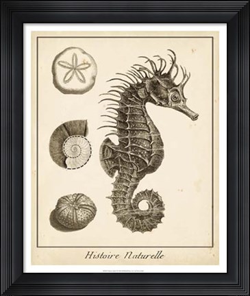 Framed Seahorse Study I Print