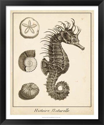 Framed Seahorse Study I Print