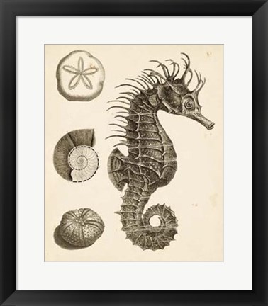 Framed Seahorse Study I Print