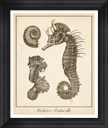 Framed Seahorse Study II Print