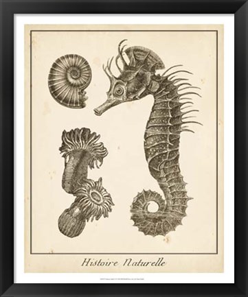 Framed Seahorse Study II Print