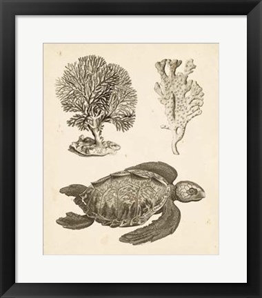 Framed Sea Turtle Study I Print