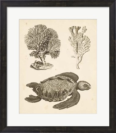 Framed Sea Turtle Study I Print
