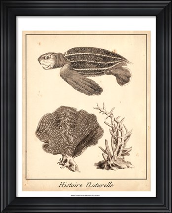 Framed Sea Turtle Study II Print
