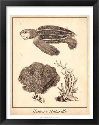 Framed Sea Turtle Study II Print