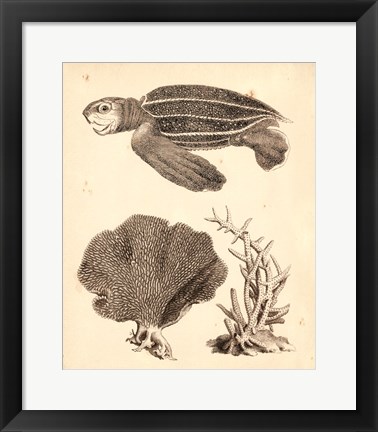 Framed Sea Turtle Study II Print