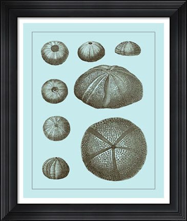 Framed Tinted Shells on Aqua II Print