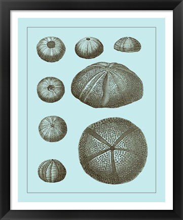 Framed Tinted Shells on Aqua II Print
