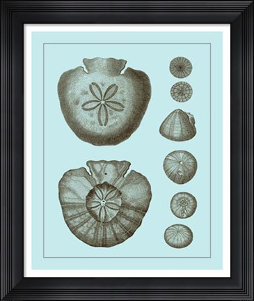 Framed Tinted Shells on Aqua III Print